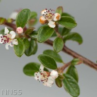 Cotoneaster